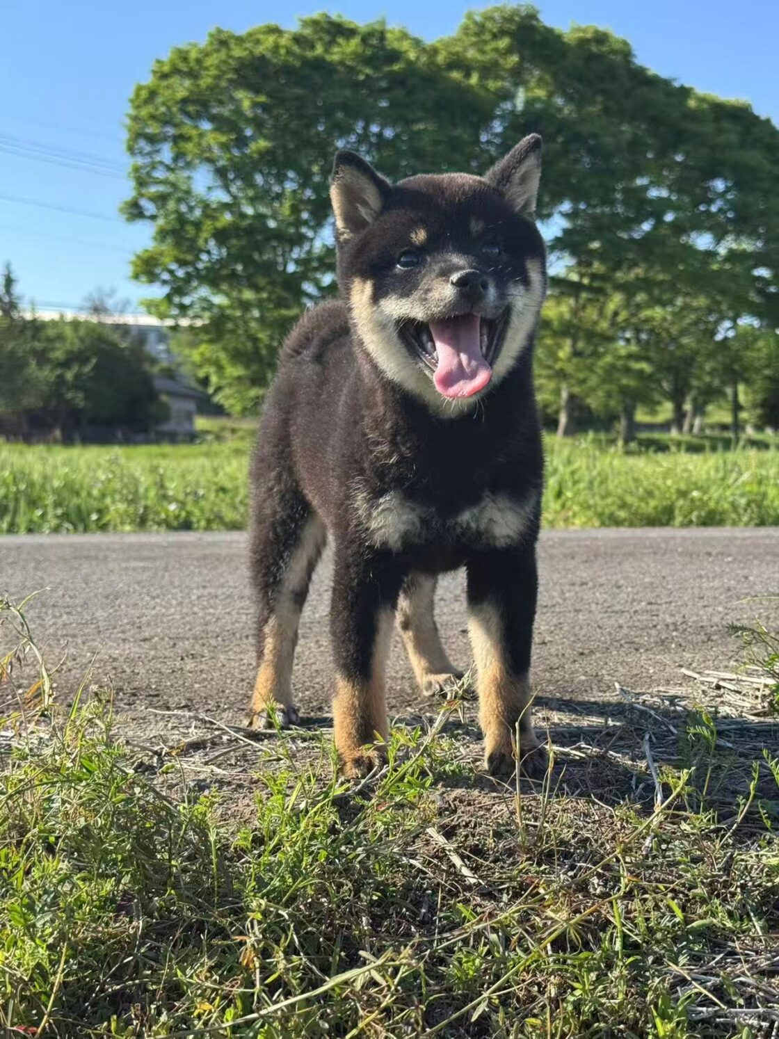 ワクチン未完了の子犬のお散歩について
