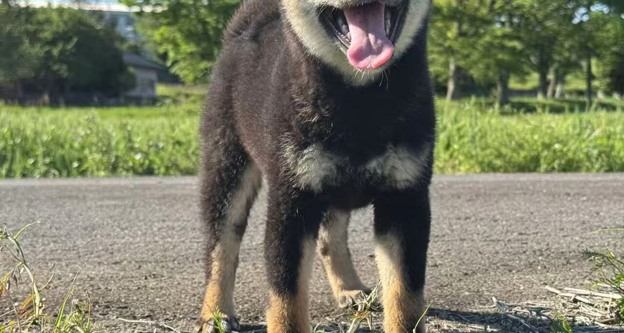 ワクチン未完了の子犬のお散歩について