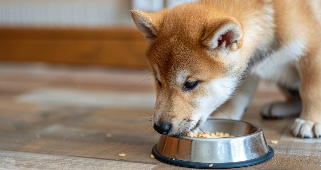 子犬の健やかな成長のための食事量・与え方について