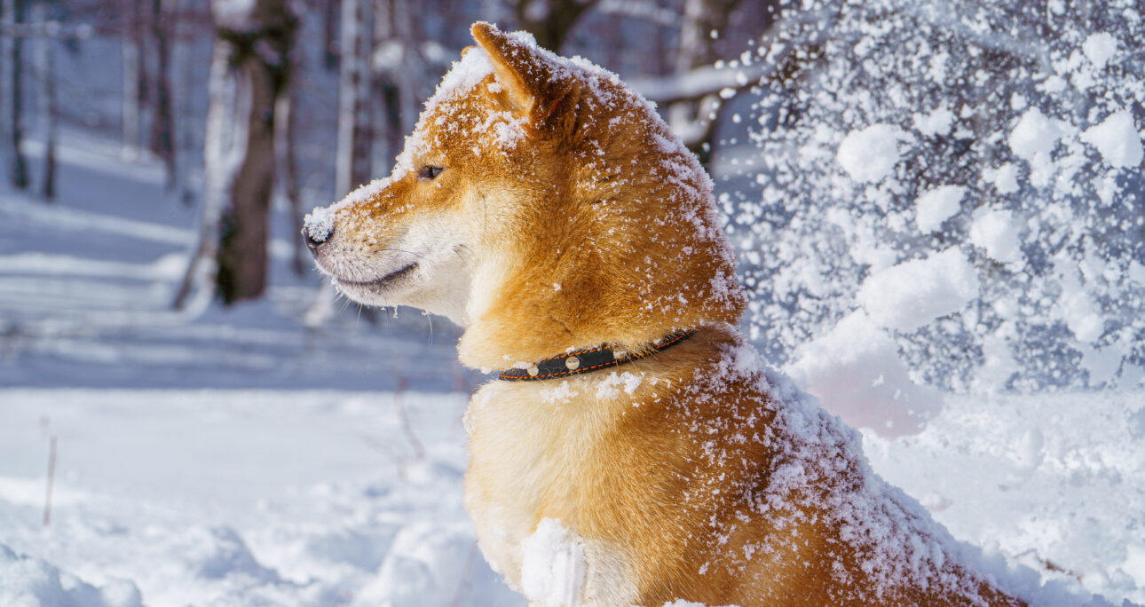 冬の過ごし方・子犬のための冬場の注意点
