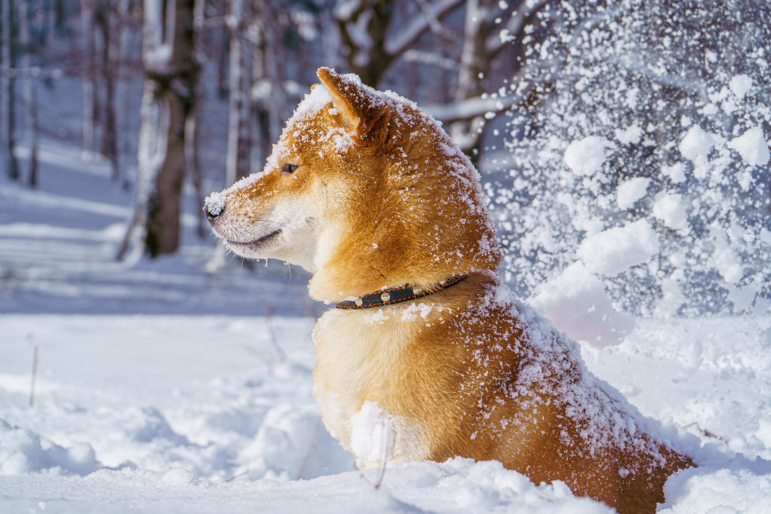 冬の過ごし方・子犬のための冬場の注意点