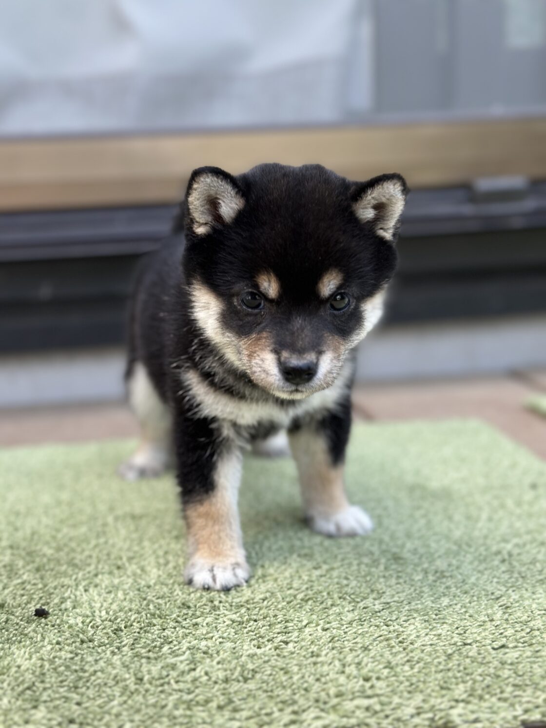 TAIYO（たいよう）