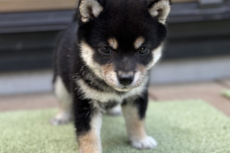 TAIYO（たいよう）